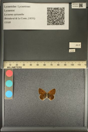Media type: image;   Entomology 192540